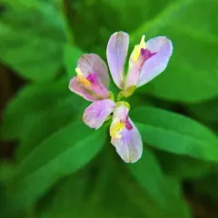 California milkwort thumbnail 4