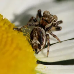 Proszynski's Jumping Spider thumbnail 2