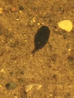 Coues Tadpole Shrimp thumbnail 3