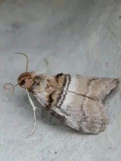 Sycamore Webworm Moth thumbnail 3