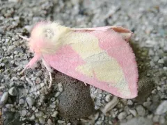 Pink Prominent thumbnail 2