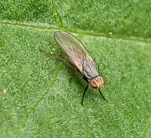Trixoscelis flavida