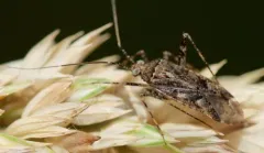 Phytocoris canadensis thumbnail 1