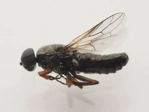 House Windowfly