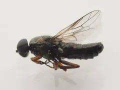 House Windowfly thumbnail 1