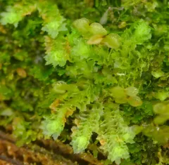 Jagged Notchwort thumbnail 2