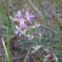Flexible Milkvetch thumbnail 2