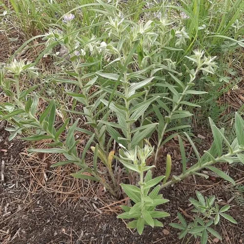 western false gromwell