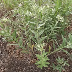 western false gromwell thumbnail 1