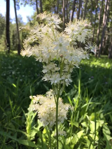 Dropwort
