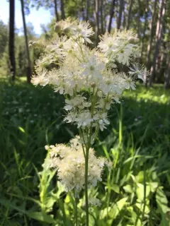 Dropwort thumbnail 1