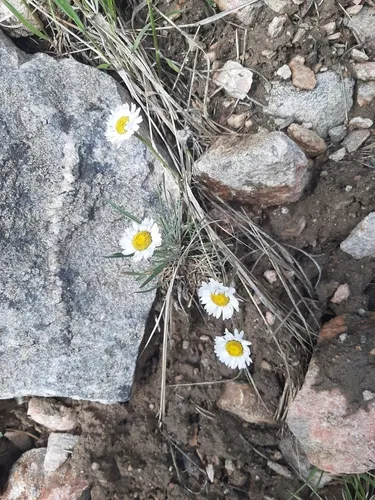 Basin Fleabane
