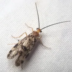 Laughing Giant Caddisfly thumbnail 3