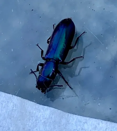Pine Trogossitid Beetle