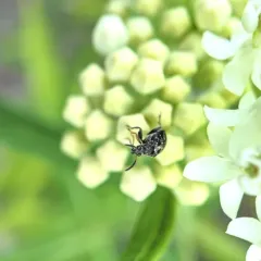 Broadbean Weevil thumbnail 2