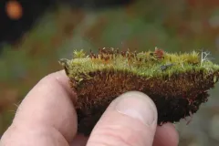 Tetraplodon urceolatus thumbnail 1