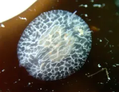 Steinberg's Corambe thumbnail 3