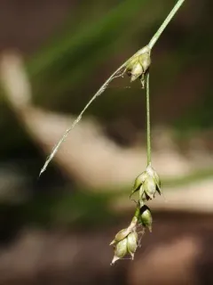 Appalachian sedge thumbnail 2