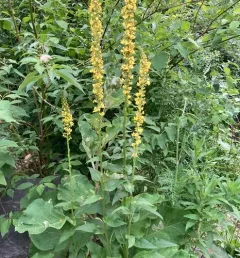 Dark Mullein thumbnail 3