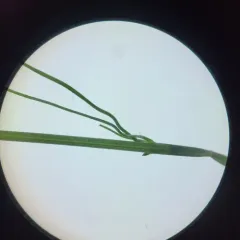 Grove Meadow Grass thumbnail 4