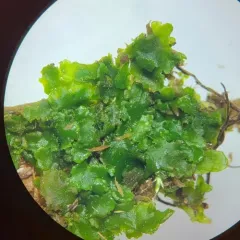 greasewort thumbnail 3