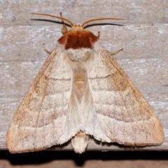 Walnut Caterpillar Moth thumbnail 4