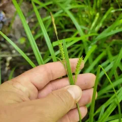 eastern rough sedge thumbnail 3