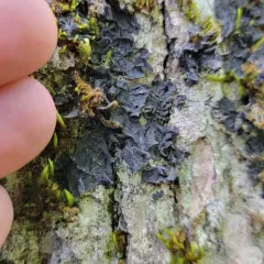Effervescent Tarpaper Lichen thumbnail 2