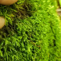 Lime Homalia Moss thumbnail 1