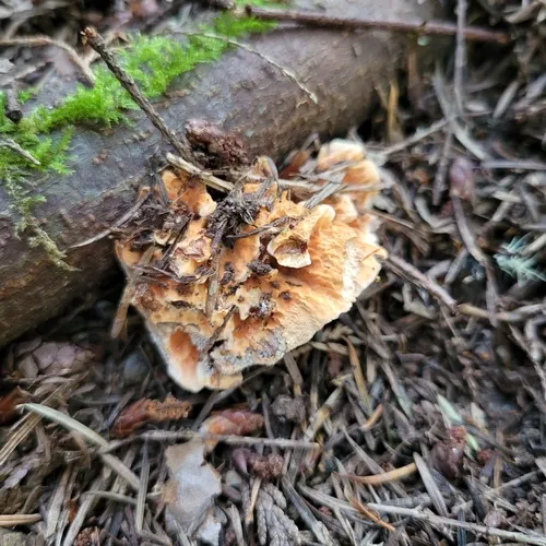 Orange Rough-cap Tooth