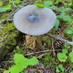 Western Grisette thumbnail 1