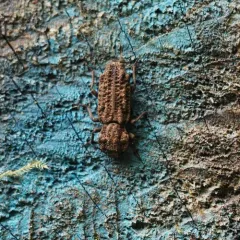 Phellopsis porcata thumbnail 4