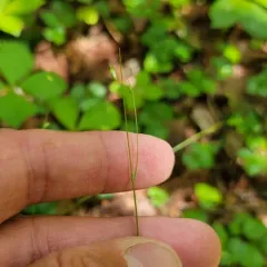 threeseeded sedge thumbnail 2