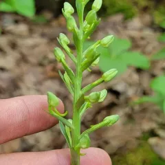 Round-leaved Bog Orchid thumbnail 3