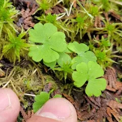 Lapland Buttercup thumbnail 3