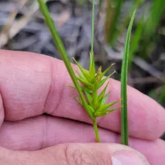 Michaux's sedge thumbnail 2