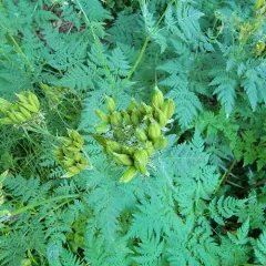 sweet cicely thumbnail 2