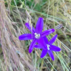 crown brodiaea thumbnail 1