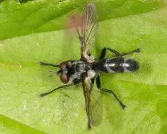 Cylindromyia propusilla thumbnail 3