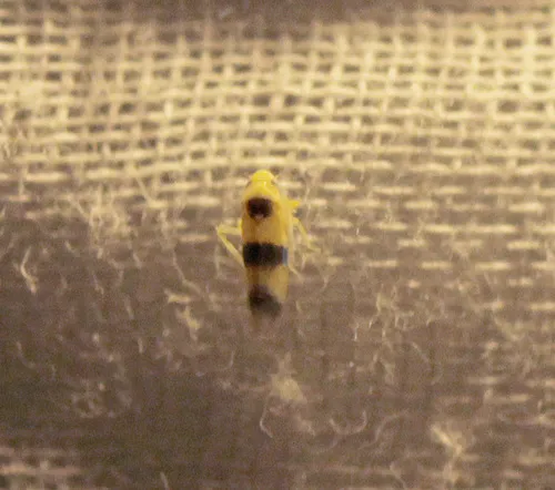 Empoa latifasciata