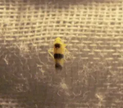 Empoa latifasciata thumbnail 1