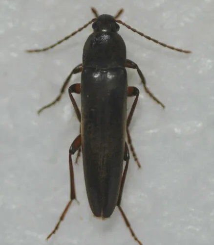 Enchodes sericea
