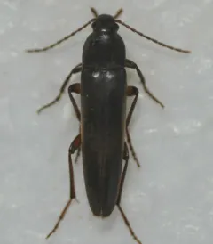 Enchodes sericea thumbnail 1