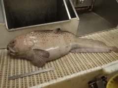 Spotted Wolffish thumbnail 2