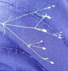 sleepy catchfly thumbnail 4