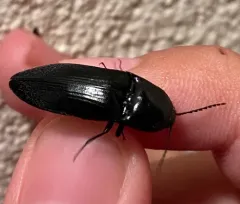 Abrupt Click Beetle thumbnail 3