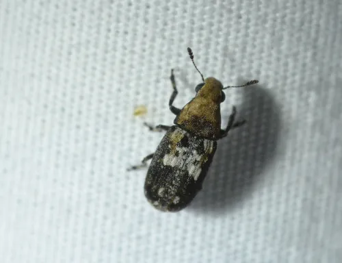 Rustic Fungus Weevil