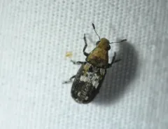 Rustic Fungus Weevil thumbnail 1
