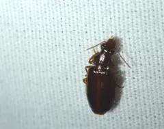 Plochionus timidus thumbnail 2