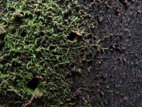 Forcipated Pincerwort